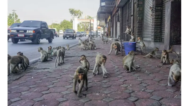 מאסטר שףאתר התכניתלפרקים המלאים