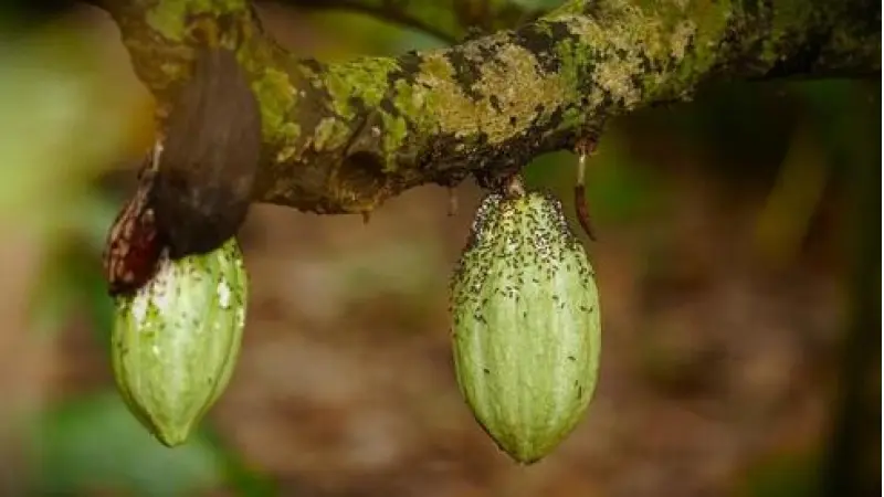 No description available