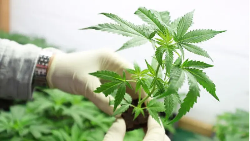 No description available