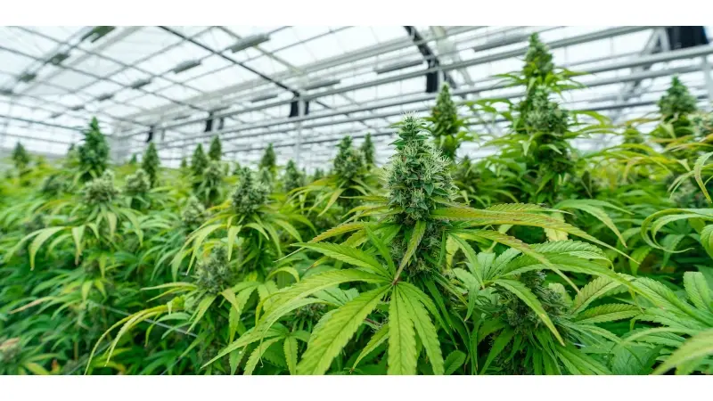 No description available