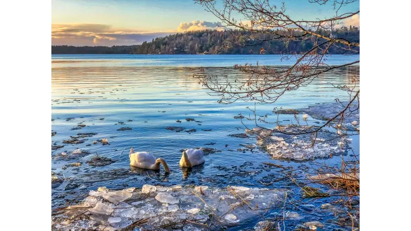 thumbnail_description