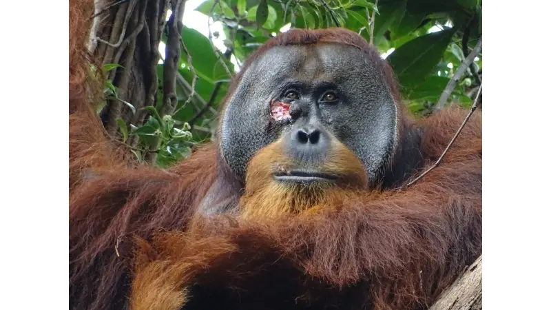 No description available