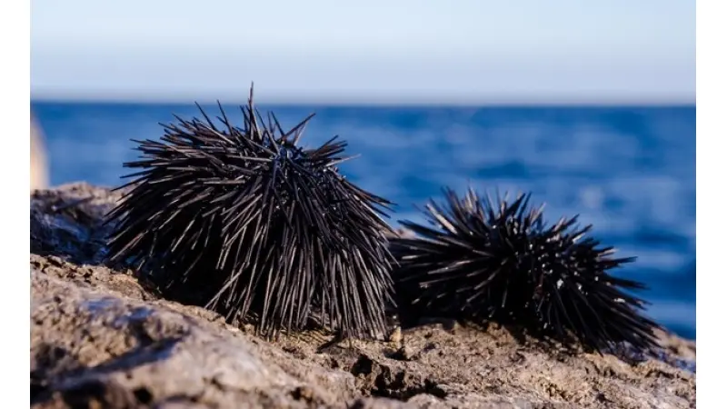 ד"ר עמרי ברונשטיין|צילום: 
							AP