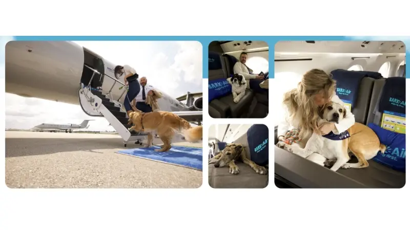 עלייה למטוס של Bark Air