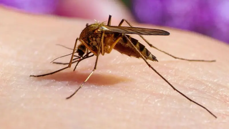 No description available