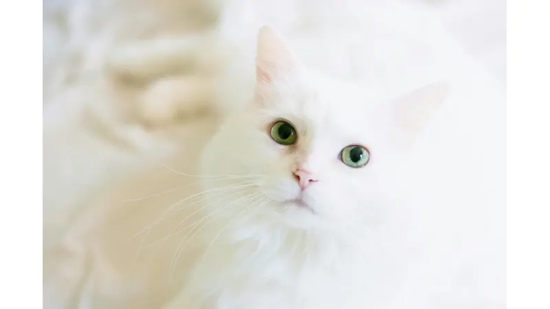 אביזרים חיוניים לחיות מחמד: המדריך השלם