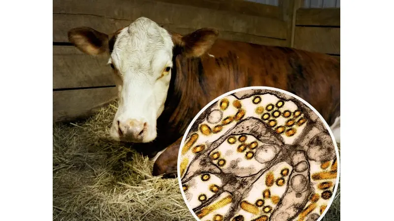 No description available